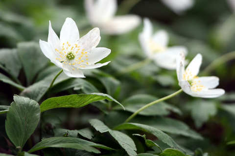 Wood anemone online